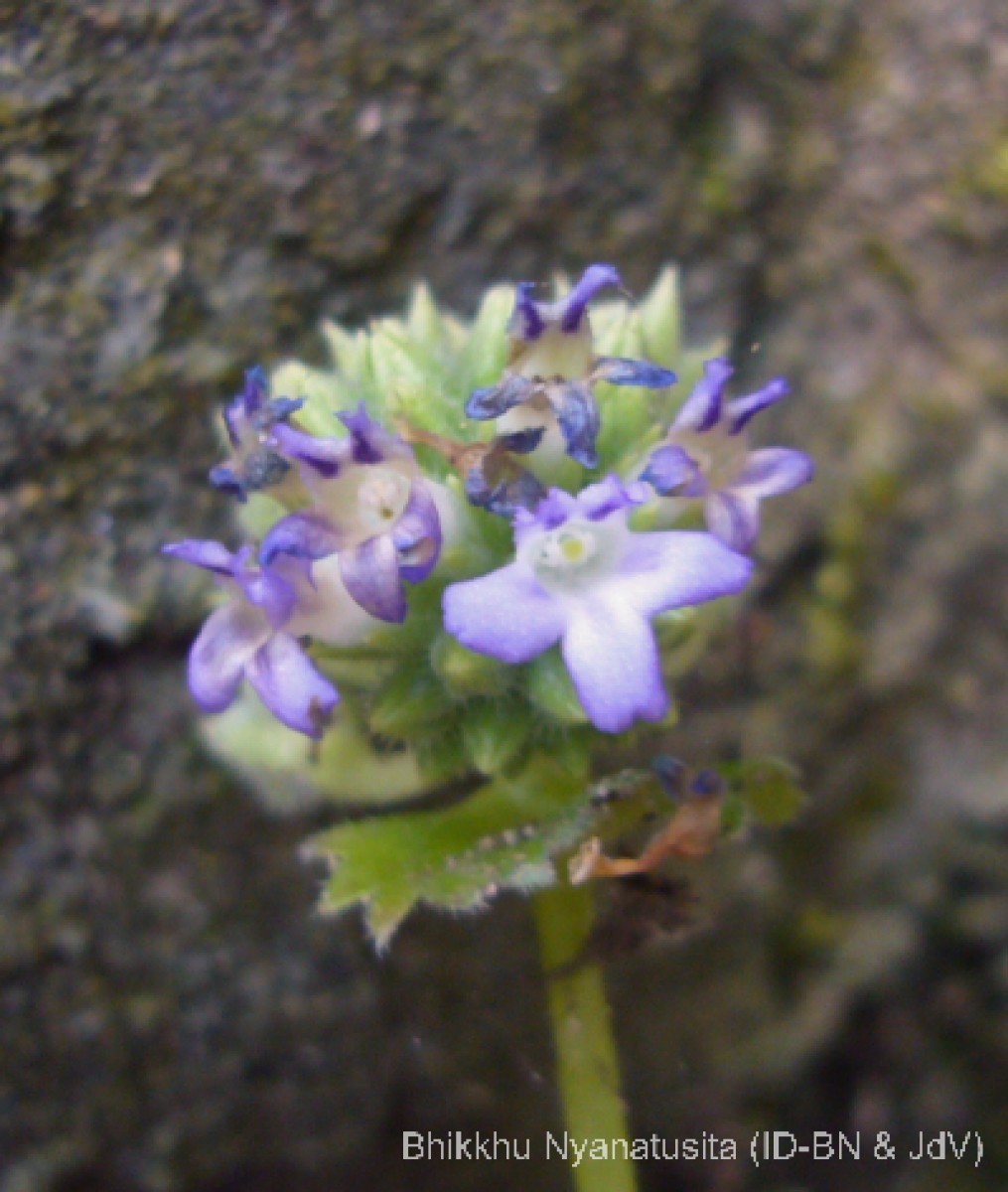 Epithema ceylanicum Gardner 